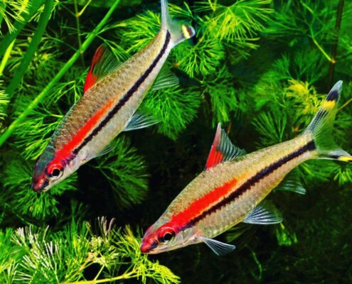 Kırmızı Flaş Barb