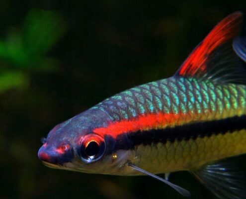 Kırmızı Flaş Barb