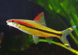 Kırmızı Flaş Barb