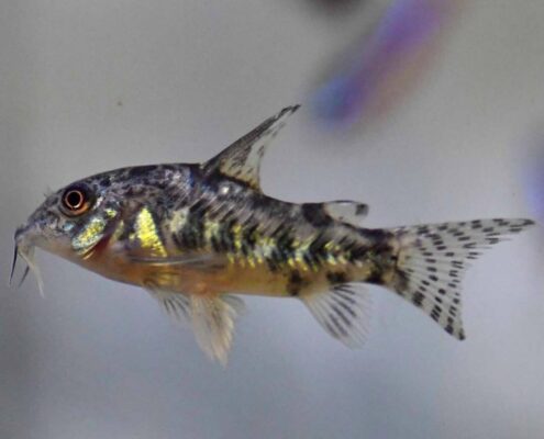 Komando Cory