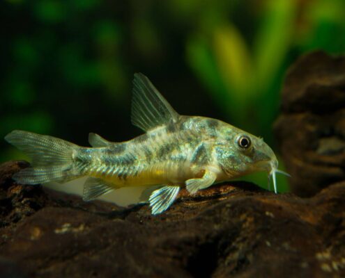 Komando Cory