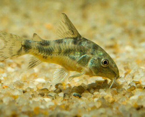 Komando Cory
