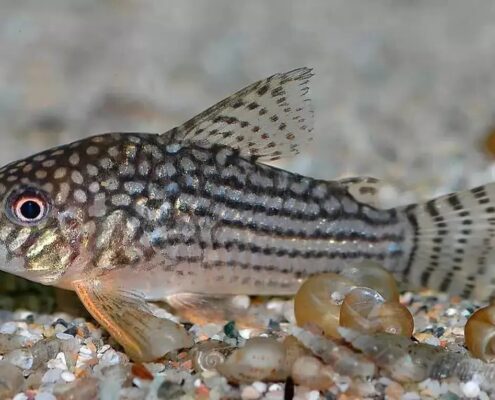 Komando Cory