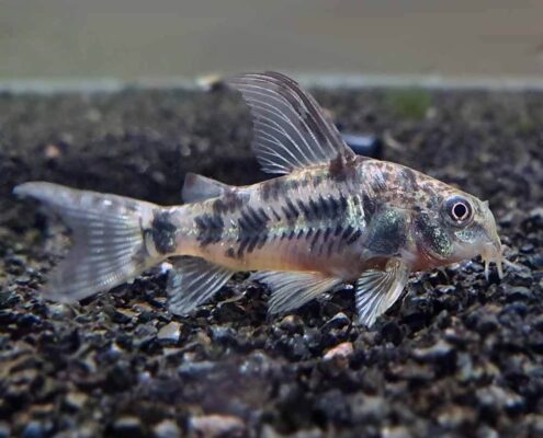 Komando Cory
