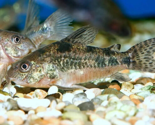 Komando Cory