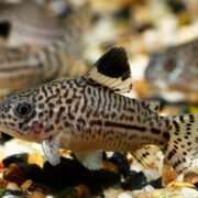 Komando Cory Komando Cory