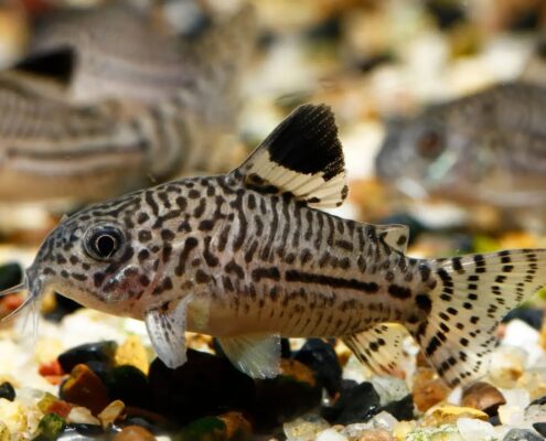 Komando Cory