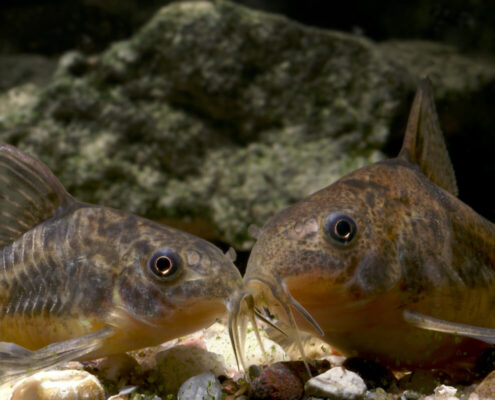 Komando Cory
