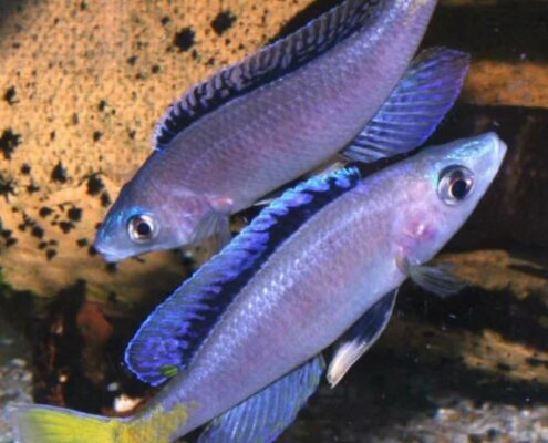 Leptosoma