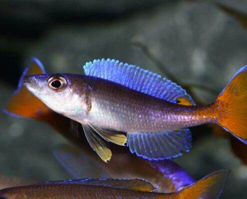 Leptosoma
