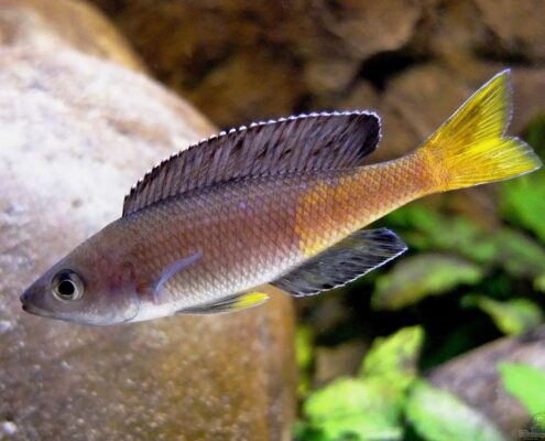 Leptosoma