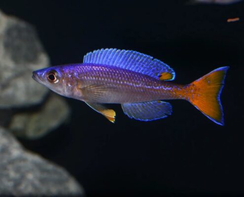 Leptosoma