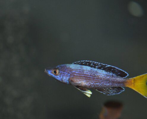 Leptosoma