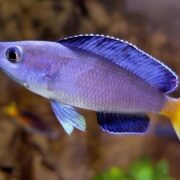 Leptosoma Leptosoma