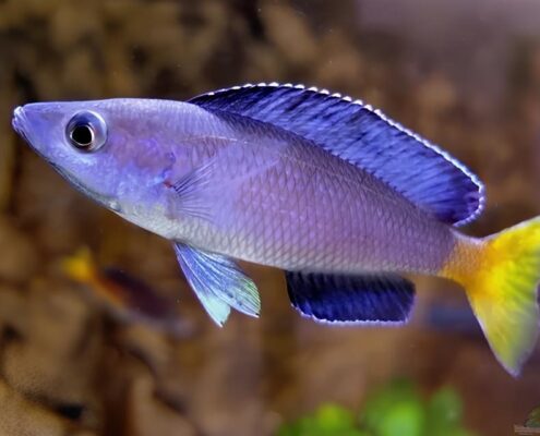 Leptosoma