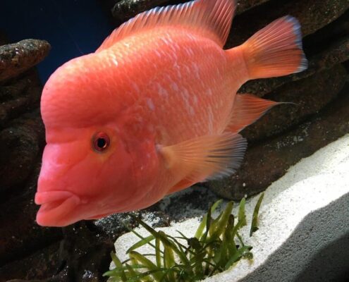 Midas Cichlid