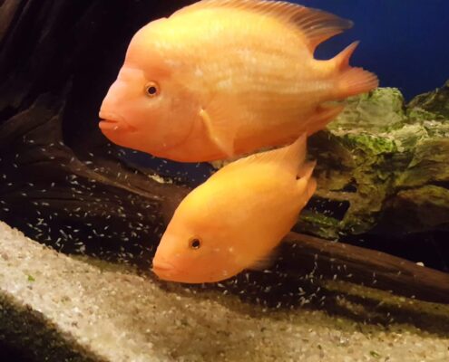 Midas Cichlid