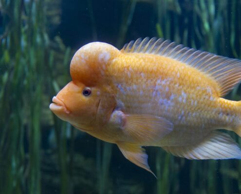 Midas Cichlid
