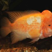 Midas Cichlid Midas Cichlid