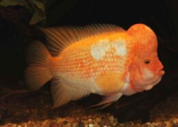 Midas Cichlid