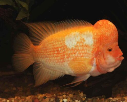 Midas Cichlid