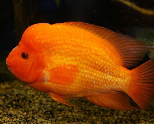 Midas Cichlid