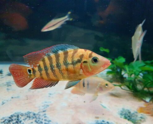 Red Terror Cichlid