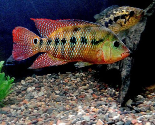 Red Terror Cichlid