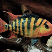 Red Terror Cichlid