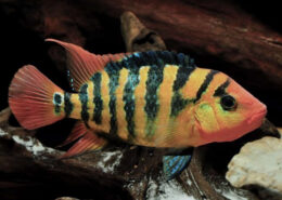 Red Terror Cichlid
