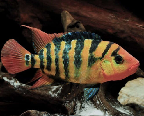 Red Terror Cichlid