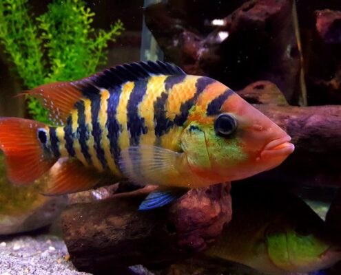 Red Terror Cichlid