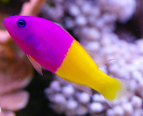 Royal Dottyback