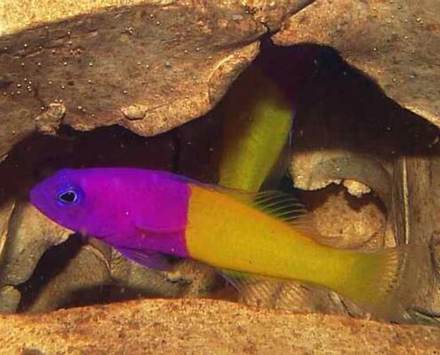Royal Dottyback