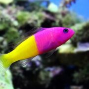 Royal Dottyback