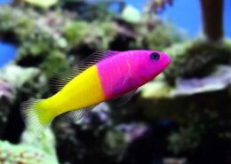 Royal Dottyback