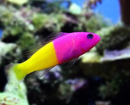 Royal Dottyback