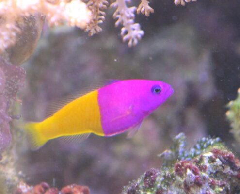 Royal Dottyback