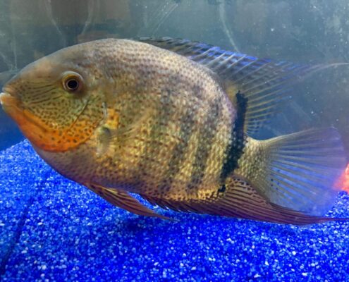 Severum Cichlid