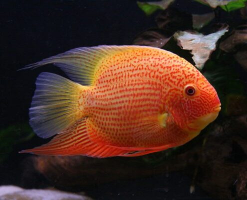 Severum Cichlid