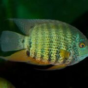 Severum Cichlid Severum Cichlid