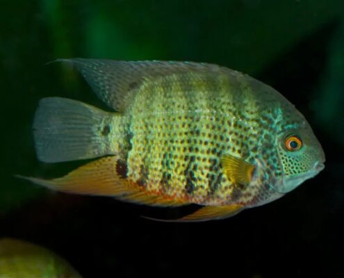 Severum Cichlid