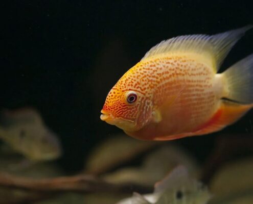 Severum Cichlid