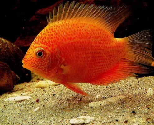Severum Cichlid