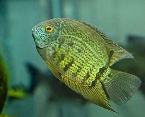 Severum Cichlid