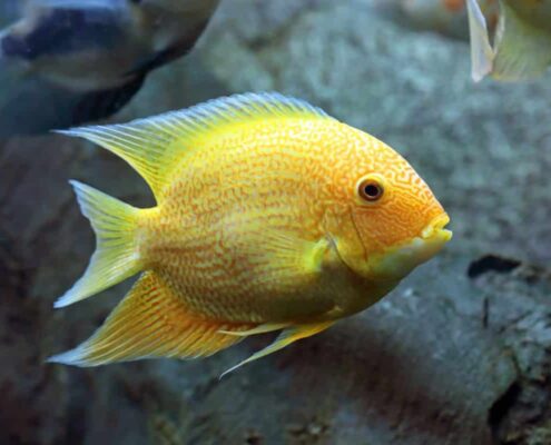 Severum Cichlid