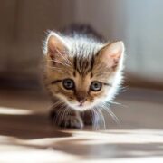 Sokaktan Yavru Kedi Sahiplendikten Sonra Yapılması Gerekenler Sokaktan Yavru Kedi Sahiplendikten Sonra Yapılması Gerekenler