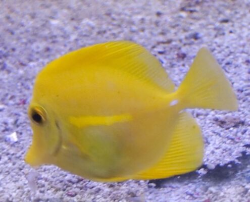 Yellow Tang