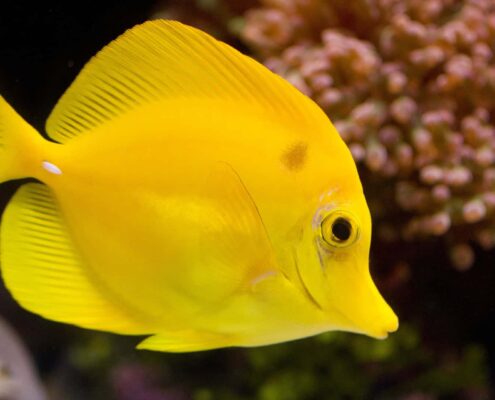 Yellow Tang