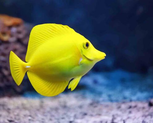 Yellow Tang